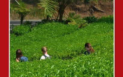 Merlijn Series 08: Lembang